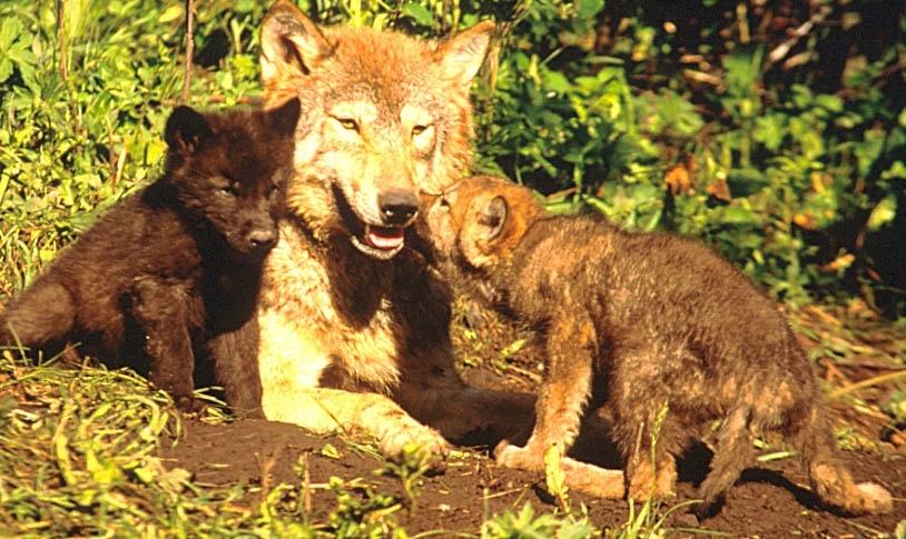 brown wolves with blue eyes
