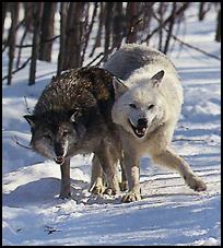 wolves fighting for mate